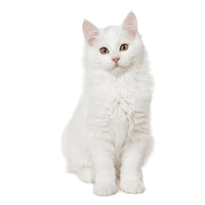 Natures Protection White Cat Beyaz Tüylü Kedi Maması 1,5 Kg