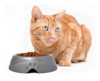 Petmate 23077 Ultra Hafif Mama ve Su Kabı ( Küçük Boy )