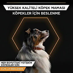 Pro Plan Adult Jelly Turkey Hindi Etli Köpek Konservesi 400 Gr - 2