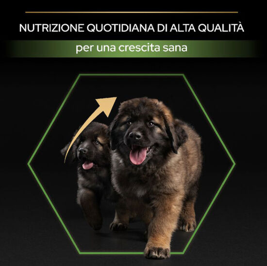 Pro Plan Large Robust Kuzu Etli Büyük Irk Köpek Maması 14 Kg + 2 Adet Gimdog 70 Gr Köpek Ödülü - 4