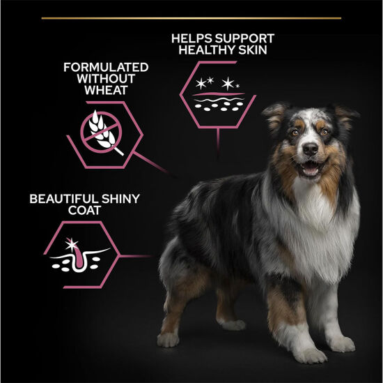 Pro Plan Senior Medium Large Somonlu Yaşlı Köpek Maması 14 Kg + 2 Adet Pro Plan Konserve 400 Gr - 10