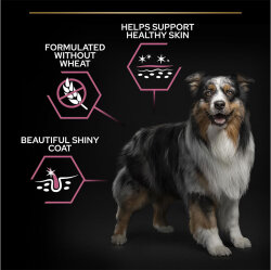 Pro Plan Senior Medium Large Somonlu Yaşlı Köpek Maması 14 Kg + 2 Adet Gimdog 70 Gr Köpek Ödülü - 9