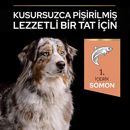 Pro Plan Senior Medium Large Somonlu Yaşlı Köpek Maması 14 Kg + 3 Adet Pro Plan Konserve 400 Gr - 6