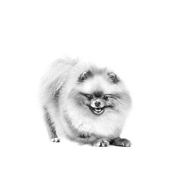 Royal Canin BOX Pomeranian Köpek Irk Maması 1,5 Kg + 2 Adet Royal Canin Pomeranian 85 Gr Yaş Mama - 7