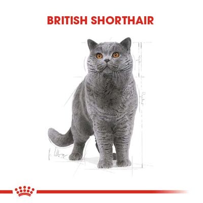 Royal Canin British Shorthair Irk Kedi Maması 4 Kg + Wanpy Creamy Treat 5x14 Gr