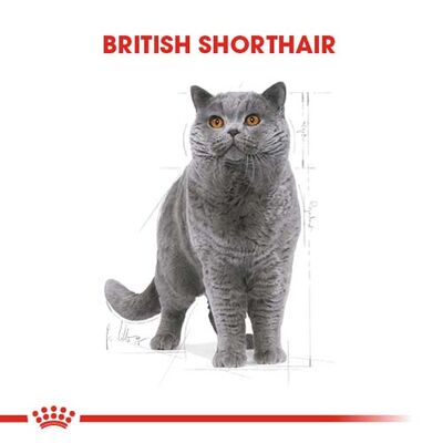 Royal Canin Pouch British Shorthair Irkına Özel Yaş Kedi Maması 85 Gr - BOX - 12 Al 10 Öde