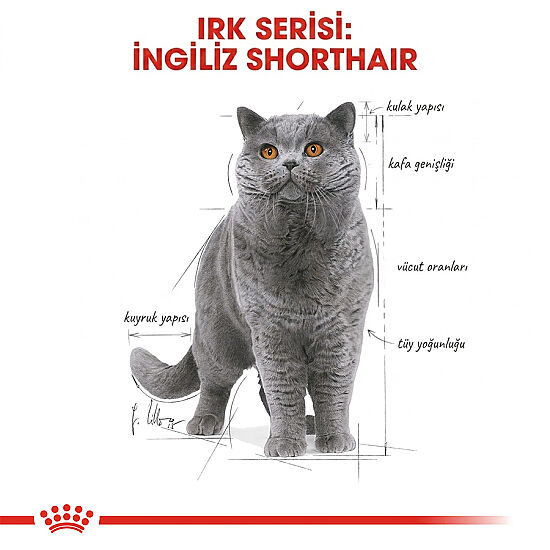 Royal Canin Pouch British Shorthair Irkına Özel Yaş Kedi Maması 85 Gr - 2