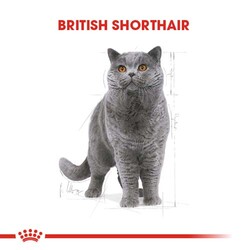 Royal Canin Pouch British Shorthair Irkına Özel Yaş Kedi Maması 85 Gr - Thumbnail