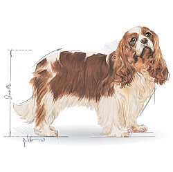 Royal Canin Cavalier King Charles Irk Köpek Maması 1,5 Kg + Temizlik Mendili - 6
