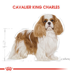 Royal Canin Cavalier King Charles Irk Köpek Maması 1,5 Kg + Temizlik Mendili - Thumbnail