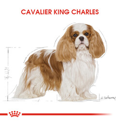 Royal Canin Cavalier King Charles Köpek Maması 3 Kg + Esca Food Köpek Ödülü - Thumbnail