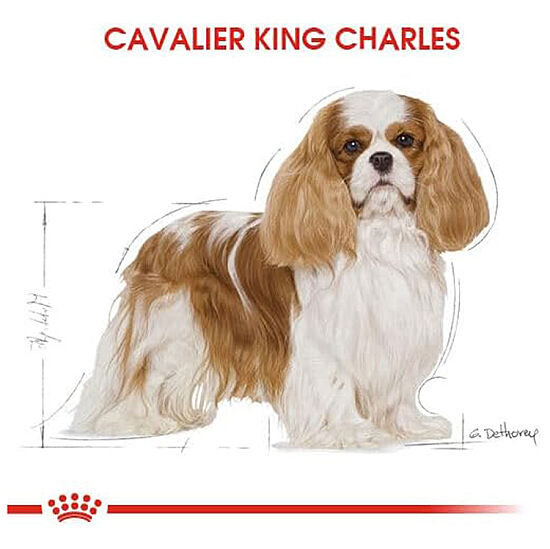 Royal Canin Cavalier King Charles Köpek Maması 3 Kg + Temizlik Mendili - 4