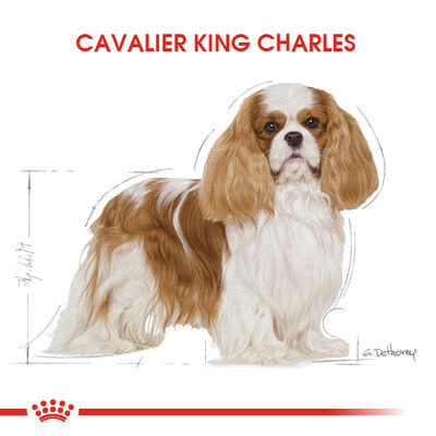 Royal Canin Cavalier King Charles Köpek Maması 3 Kg + Temizlik Mendili