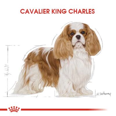 Royal Canin Cavalier King Charles Köpek Maması 3 Kg x 2 Adet + Temizlik Mendili