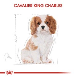 Royal Canin Cavalier King Charles Puppy Yavru Köpek Maması 1,5 Kg x 2 Adet + Temizlik Mendili - 8