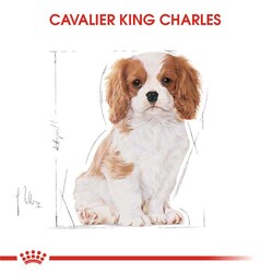 Royal Canin Cavalier King Charles Puppy Yavru Köpek Maması 1,5 Kg x 2 Adet + Temizlik Mendili - Thumbnail