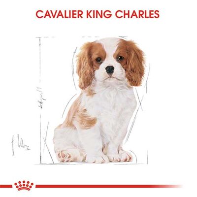 Royal Canin Cavalier King Charles Puppy Yavru Köpek Maması 1,5 Kg x 2 Adet + Temizlik Mendili