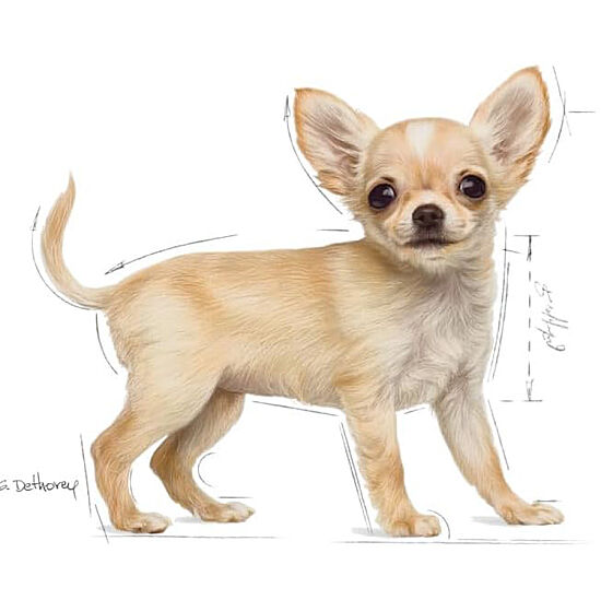 Royal Canin Chihuahua Puppy Yavru Köpek Maması 1,5 Kg + Temizlik Mendili - 4