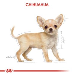 Royal Canin Chihuahua Puppy Yavru Köpek Maması 1,5 Kg + Temizlik Mendili - Thumbnail