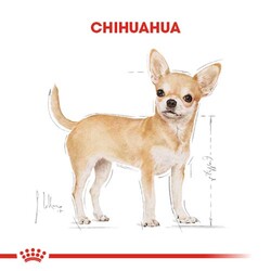 Royal Canin Chihuahua Yetişkin Köpek Maması 1,5 Kg + Temizlik Mendili - Thumbnail