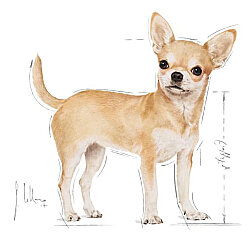 Royal Canin Chihuahua Yetişkin Köpek Maması 1,5 Kg x 2 Adet + Temizlik Mendili - 5