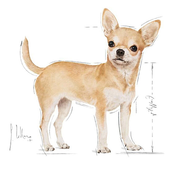 Royal Canin Chihuahua Yetişkin Köpek Maması 1,5 Kg x 2 Adet + Temizlik Mendili - 5