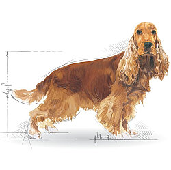 Royal Canin Cocker Irkına Özel Köpek Maması 3 Kg + Temizlik Mendili - 6