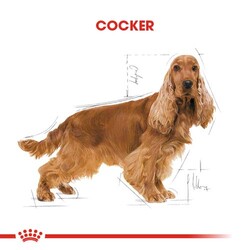 Royal Canin Cocker Irkına Özel Köpek Maması 3 Kg + Temizlik Mendili - Thumbnail