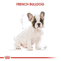 Royal Canin French Bulldog Puppy Yavru Köpek Maması 3 Kg x 2 Adet + Temizlik Mendili - Thumbnail