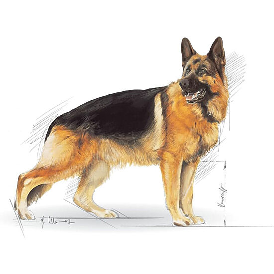 Royal Canin German Shepherd Köpek Maması 11 Kg + Temizlik Mendili - 7