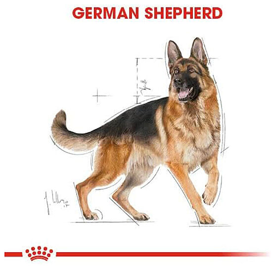 Royal Canin German Shepherd Köpek Maması 11 Kg x 2 Adet + Temizlik Mendili - 5