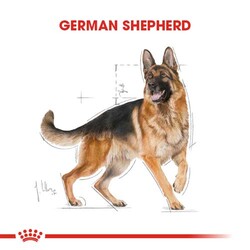 Royal Canin German Shepherd Köpek Maması 11 Kg x 2 Adet - 2 Adet Bez Çanta - Thumbnail