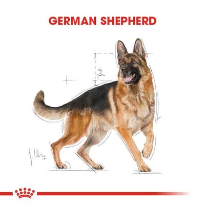 Royal Canin German Shepherd Köpek Maması 11 Kg x 2 Adet - 2 Adet Bez Çanta