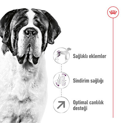 Royal Canin Giant Adult İri Irk Köpek Maması 15 Kg + Wanpy Creamy Treat 5x14 Gr