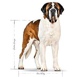 Royal Canin Giant Adult İri Irk Köpek Maması 15 Kg x 2 Adet + Temizlik Mendili - 6