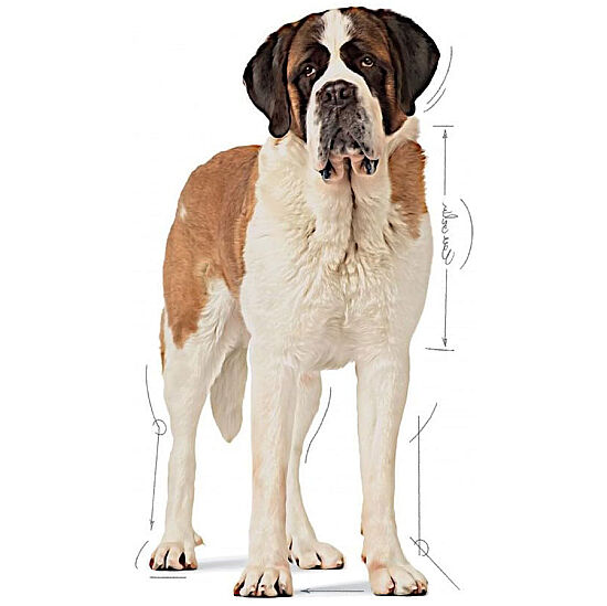 Royal Canin Giant Junior İri Irk Yavru Köpek Maması 15 Kg x 2 Adet + Temizlik Mendili - 6