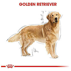 Royal Canin Golden Retriever Köpek Maması 12 Kg + Temizlik Mendili - 5