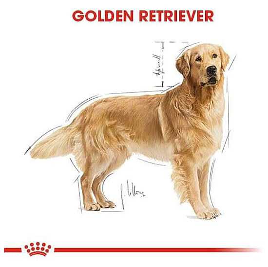 Royal Canin Golden Retriever Köpek Maması 12 Kg + Temizlik Mendili - 5