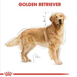 Royal Canin Golden Retriever Köpek Maması 12 Kg - Thumbnail