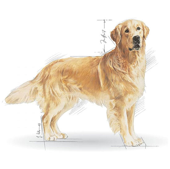 Royal Canin Golden Retriever Köpek Maması 12 Kg x 2 Adet + Temizlik Mendili - 8
