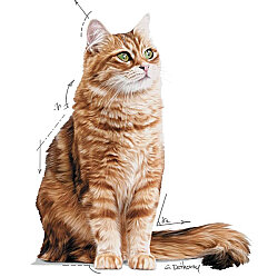 Royal Canin Pouch Gravy Digestive Hassas Kedi Maması 85 Gr x 6 Adet - 6