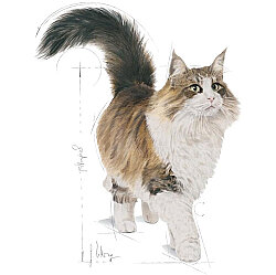 Royal Canin BOX Pouch Gravy Instinctive +7 Yaşlı Kedi Yaş Maması 85 Gr x 12 Adet - 4