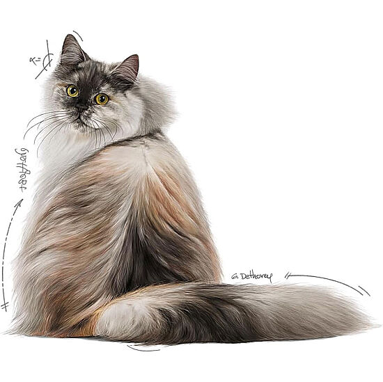 Royal Canin BOX Pouch Gravy Hair Skin Hassas Tüylü Kedi Maması 85 Gr x 12 Adet - 3
