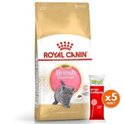 Royal Canin Kitten British Shorthair Yavru Irk Kedi Maması 2 Kg + 5 Adet Wooc Lolipop Ödül - Royal Canin