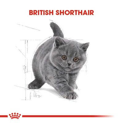 Royal Canin Kitten British Shorthair Yavru Irk Kedi Maması 2 Kg x 2 Adet + Temizlik Mendili - 8