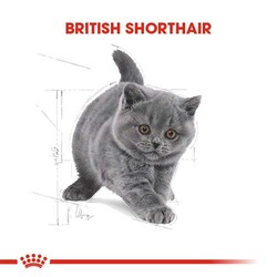 Royal Canin Kitten British Shorthair Yavru Irk Kedi Maması 2 Kg x 2 Adet - Thumbnail