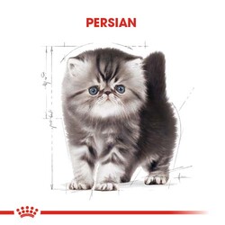 Royal Canin Kitten Persian Yavru İran Irk Maması 2 Kg x 2 Adet + Temizlik Mendili - 8