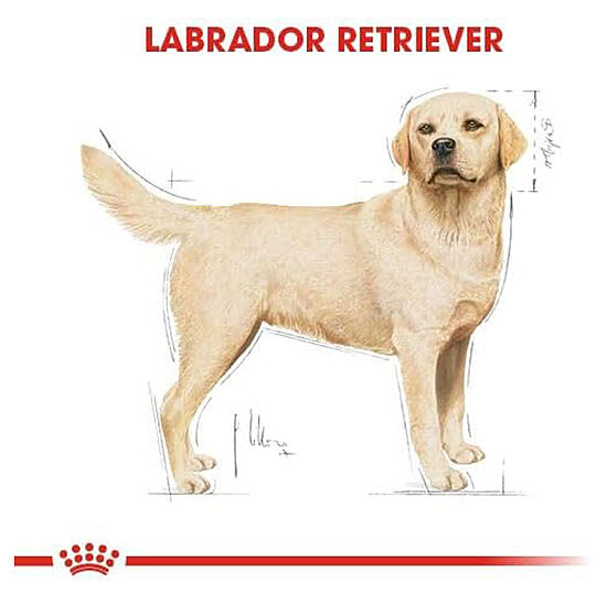 Royal Canin Labrador Retriever Irk Köpek Maması 12 Kg + Temizlik Mendili - 5