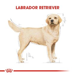 Royal Canin Labrador Retriever Irk Köpek Maması 12 Kg + 4 Adet Temizlik Mendili - Thumbnail