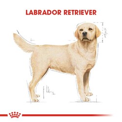 Royal Canin Labrador Retriever Irk Köpek Maması 12 Kg - Thumbnail